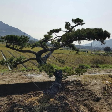 造型松14公分