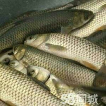 草鱼鱼苗人工养殖活鱼0.05公斤