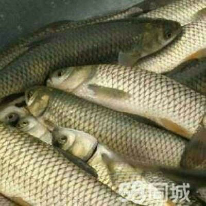 草鱼鱼苗人工养殖活鱼0.05公斤