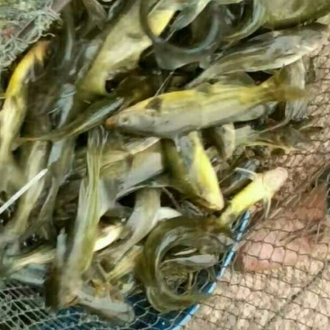 黄颡人工养殖1两以下