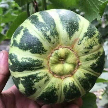 精品花蕾甜瓜，一手货源，大型产地