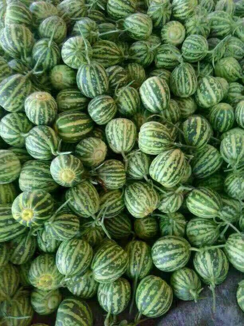 精品花蕾甜瓜，一手货源，大型产地
