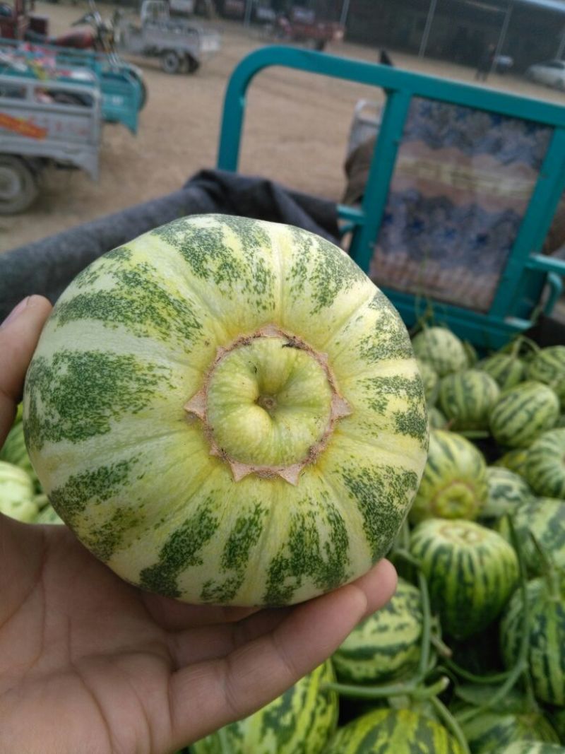 精品花蕾甜瓜，一手货源，大型产地