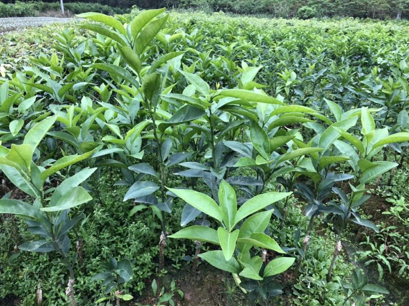 沃柑苗30~50cm