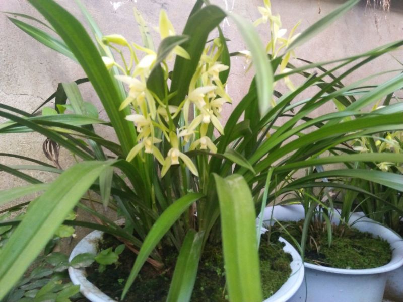 兰花裸根不带土