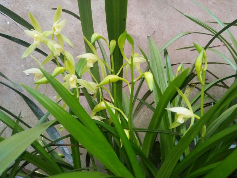 兰花裸根不带土