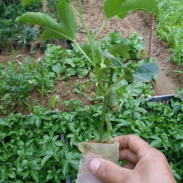 紫香1号百香果苗10~20cm