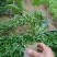 紫香1号百香果苗10~20cm