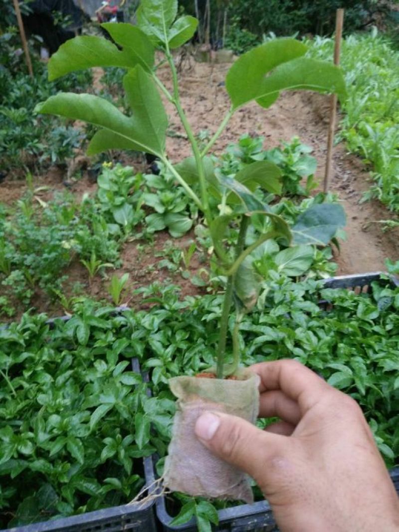 紫香1号百香果苗10~20cm