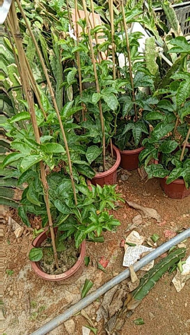 紫香1号百香果苗10~20cm