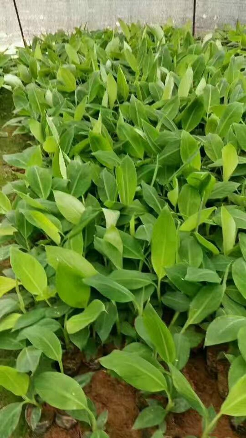 香蕉苗1~2年一级良种