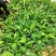 香蕉苗1~2年一级良种