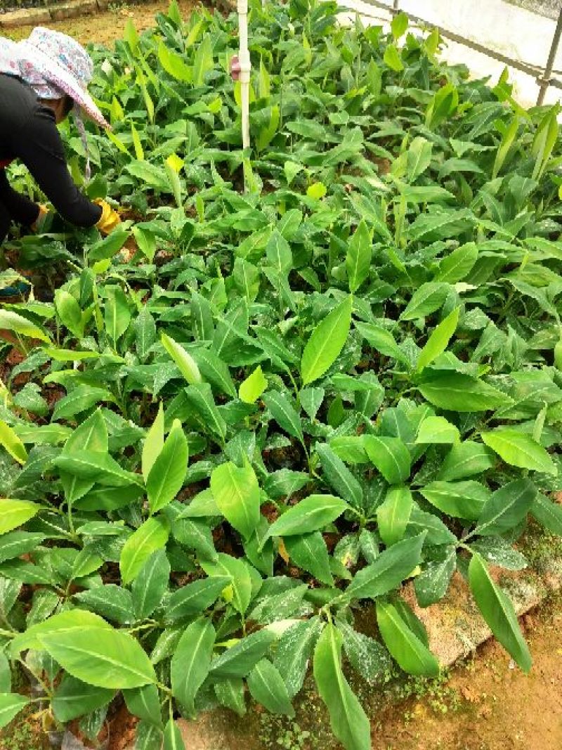 香蕉苗1~2年一级良种