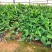 香蕉苗1~2年一级良种