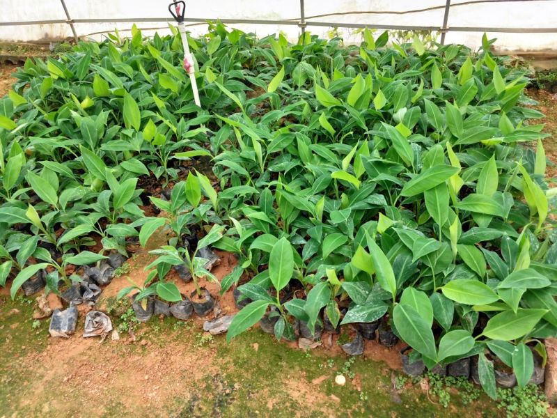 香蕉苗1~2年一级良种