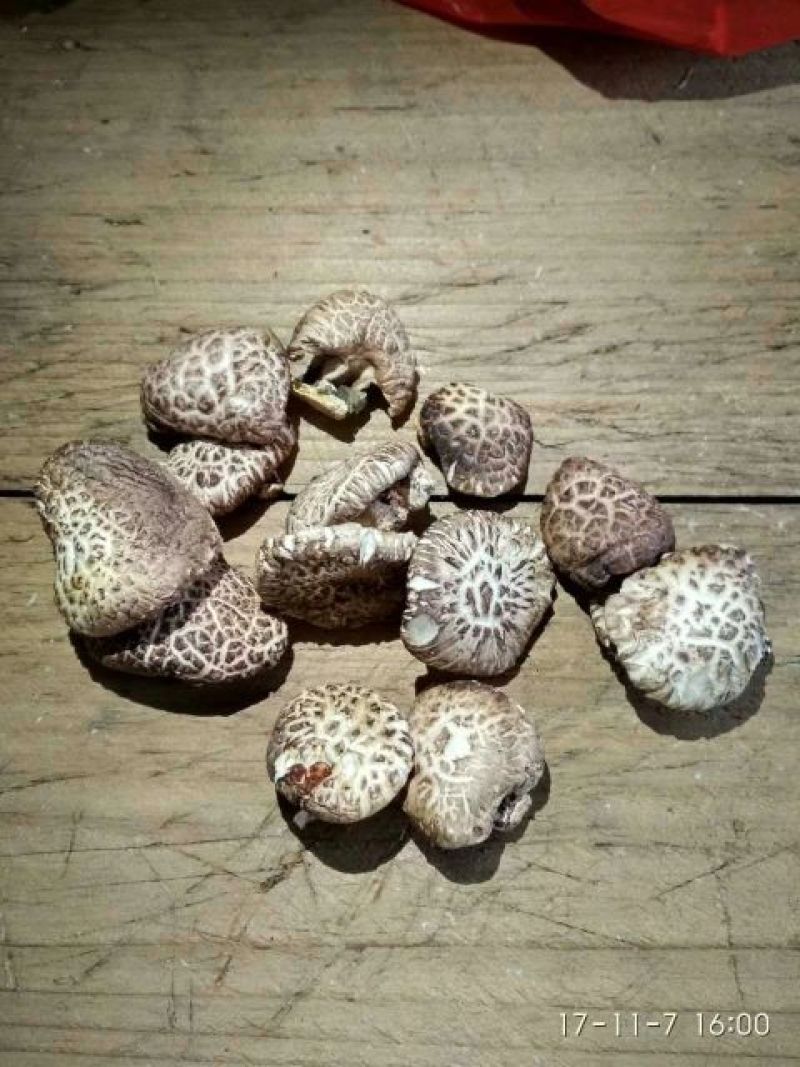 干香菇2~3cm