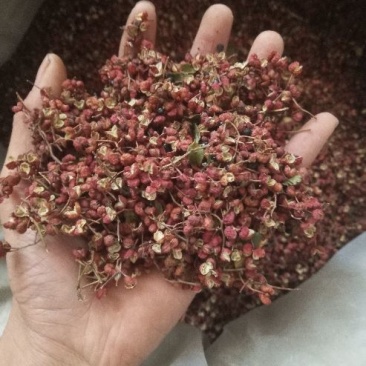 大红袍花椒韩城大红袍花椒。带枝