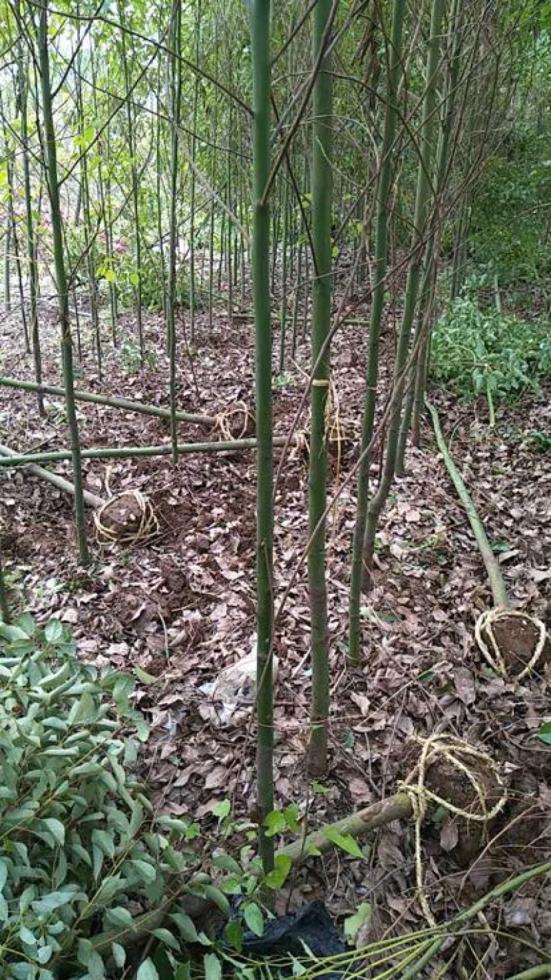 樟树10cm以下小叶，光杆
