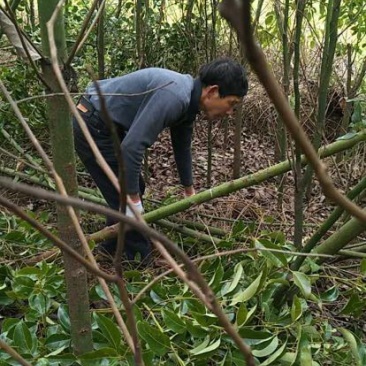 樟树10cm以下小叶，光杆