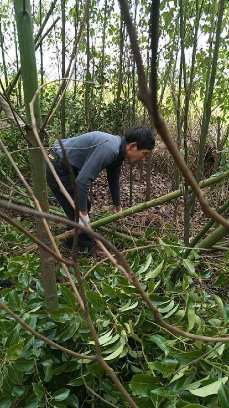 樟树10cm以下小叶，光杆