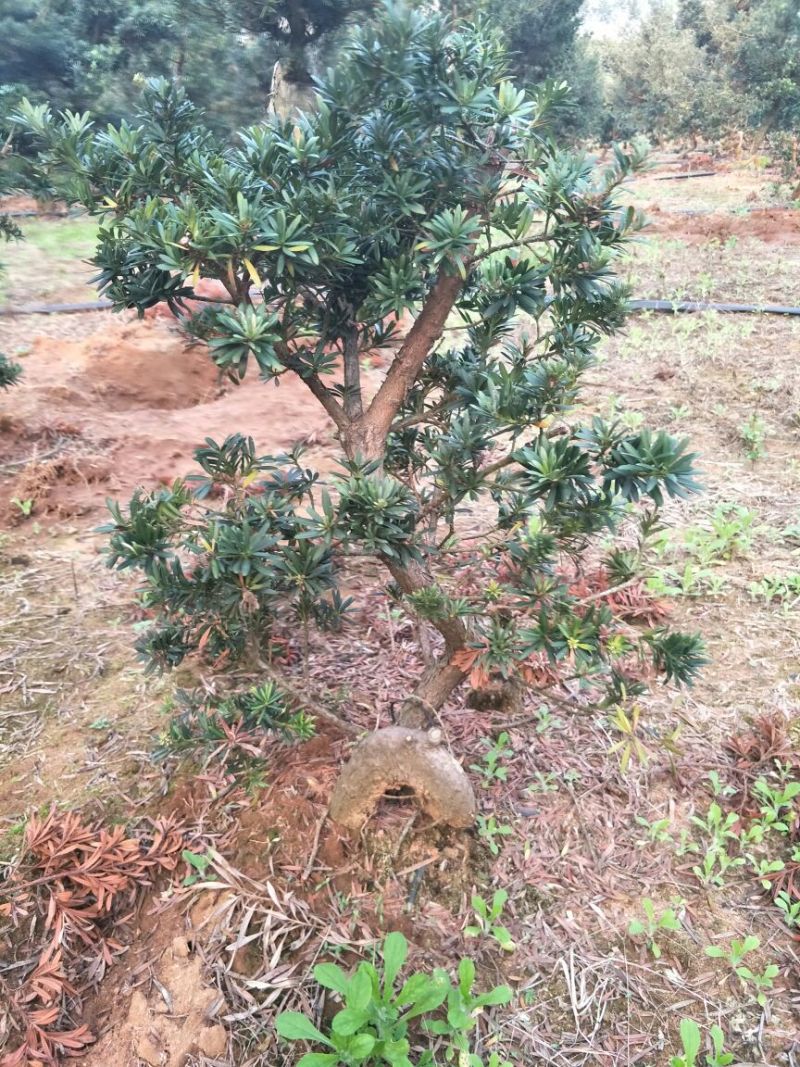 罗汉松树桩30~35cm