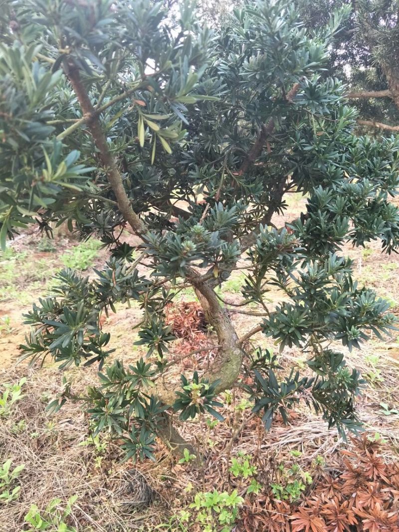 罗汉松树桩30~35cm