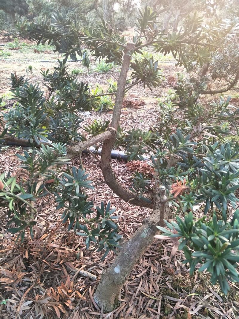 罗汉松树桩30~35cm