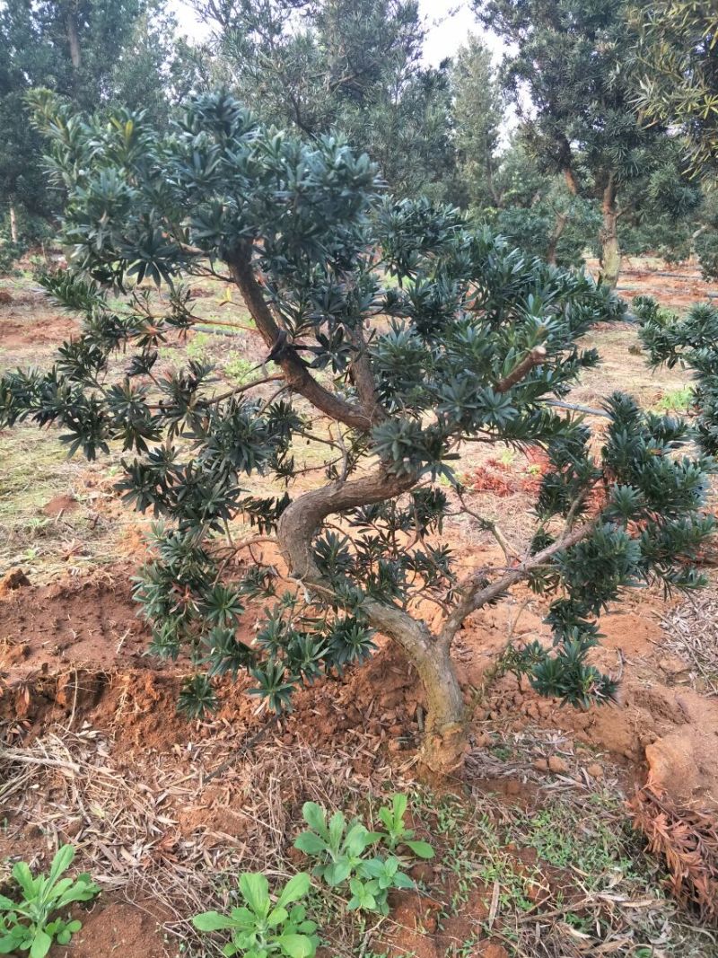 罗汉松树桩30~35cm
