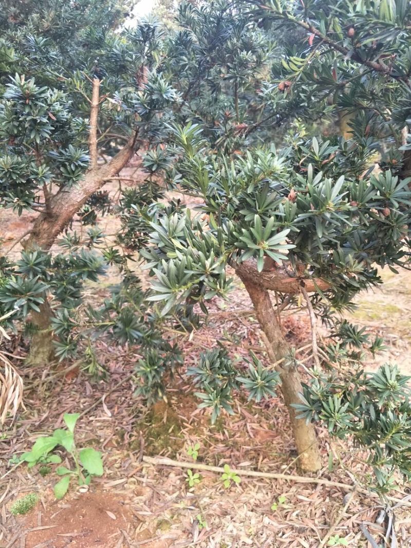 罗汉松树桩30~35cm