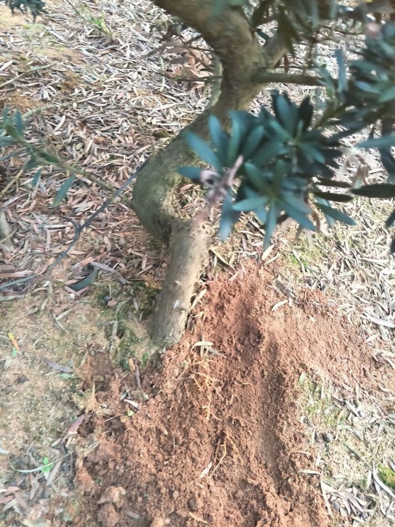 罗汉松树桩30~35cm