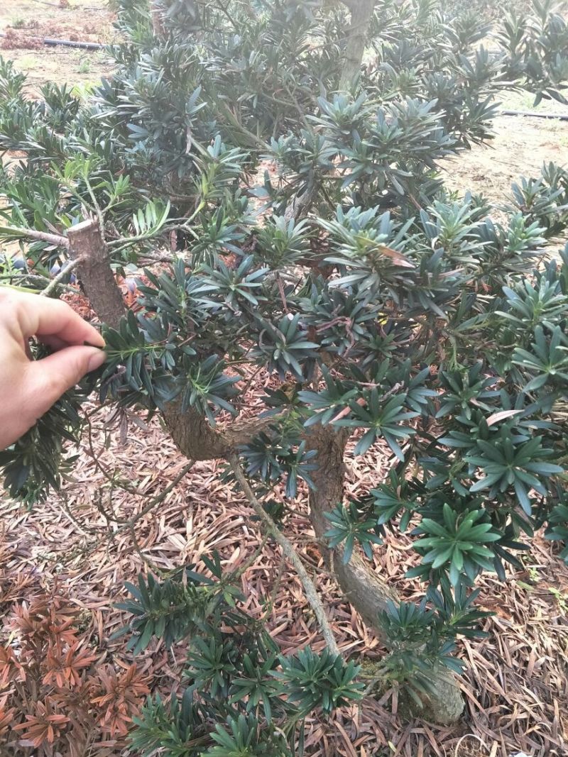 罗汉松树桩30~35cm