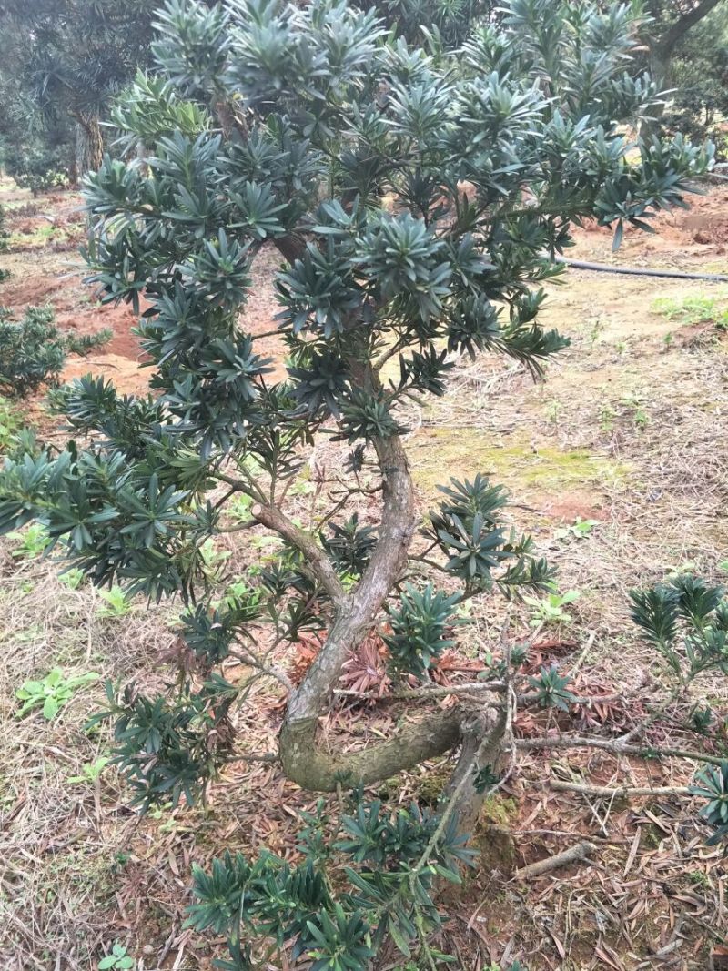 罗汉松树桩30~35cm