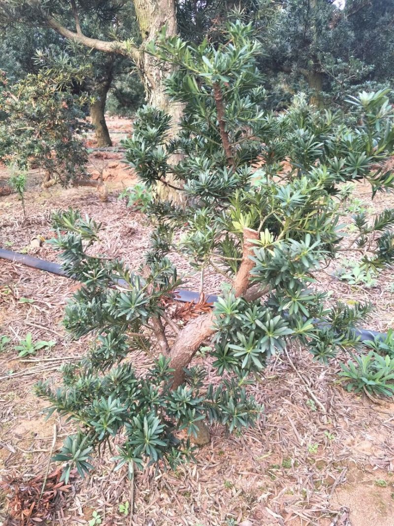 罗汉松树桩30~35cm