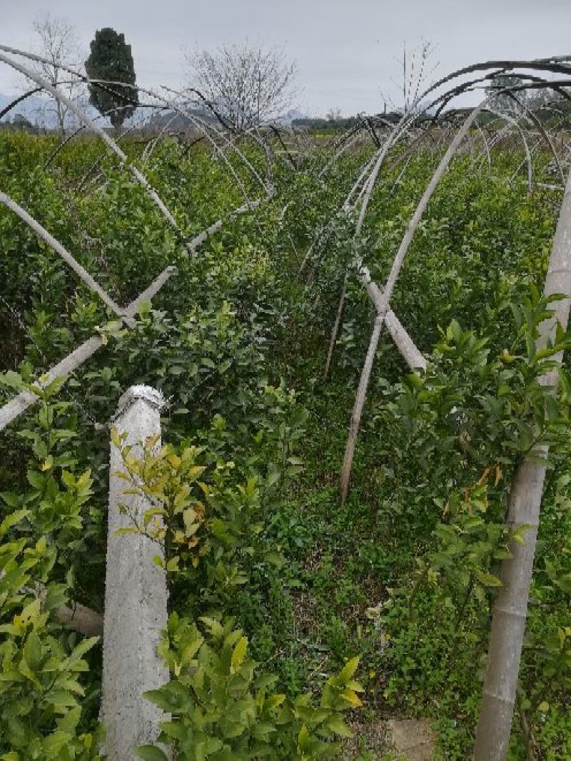 红橘苗100~150cm