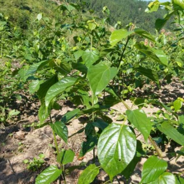 臭黄荆臭黃荊叶