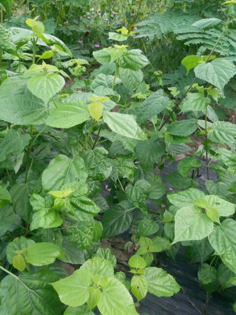 臭黄荆臭黃荊叶