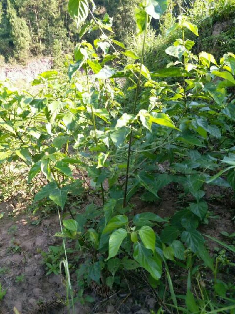 臭黄荆臭黃荊叶
