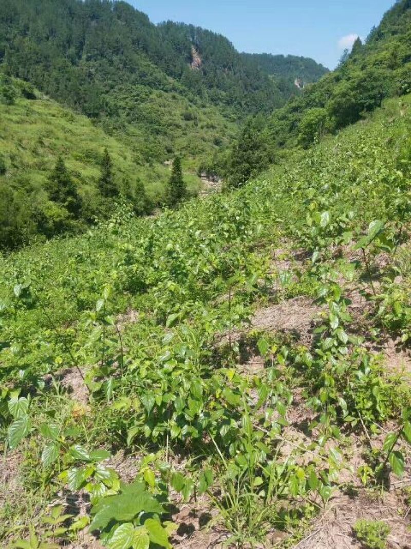 臭黄荆臭黃荊叶