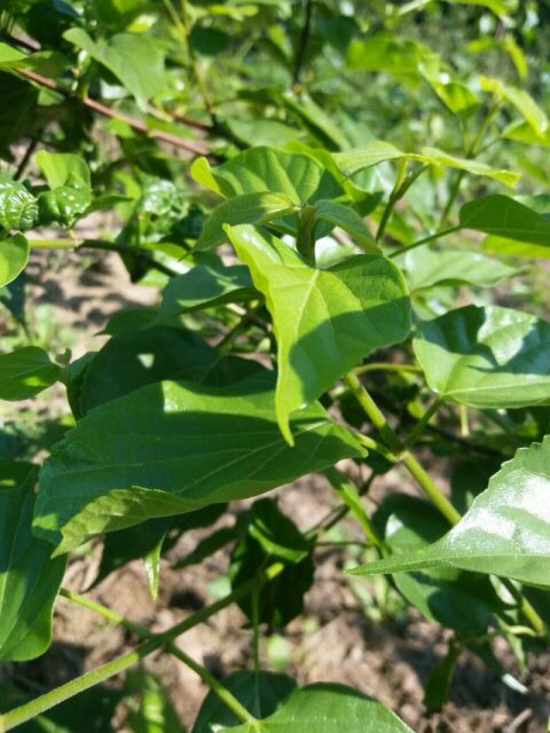 臭黄荆臭黃荊叶