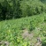 臭黄荆臭黃荊叶