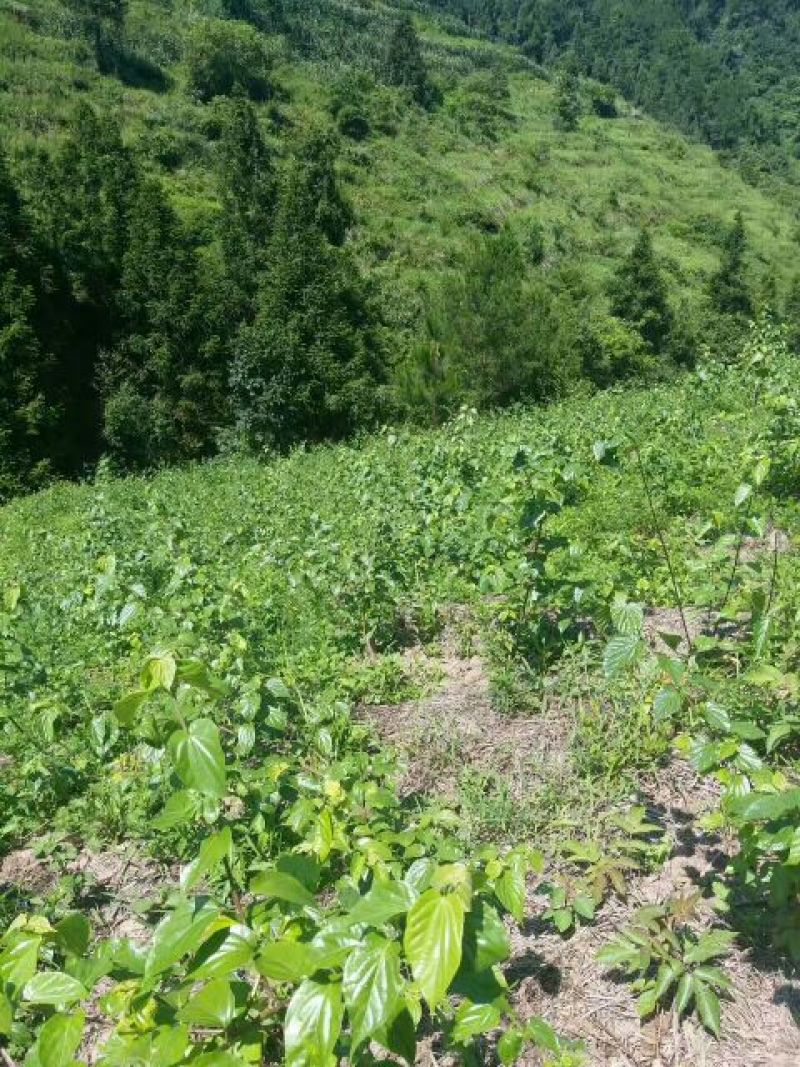 臭黄荆臭黃荊叶