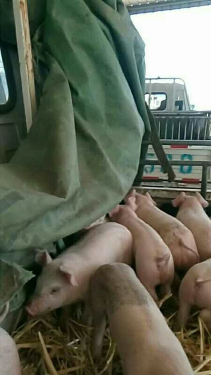 仔猪60~100斤，客户过来看猪谈价，自由挑选