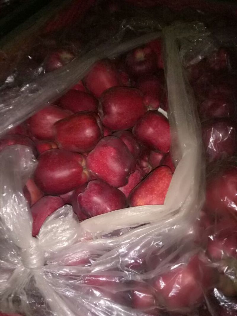 美奇特蛇果花牛苹果量大供应需要的老板赶紧下手