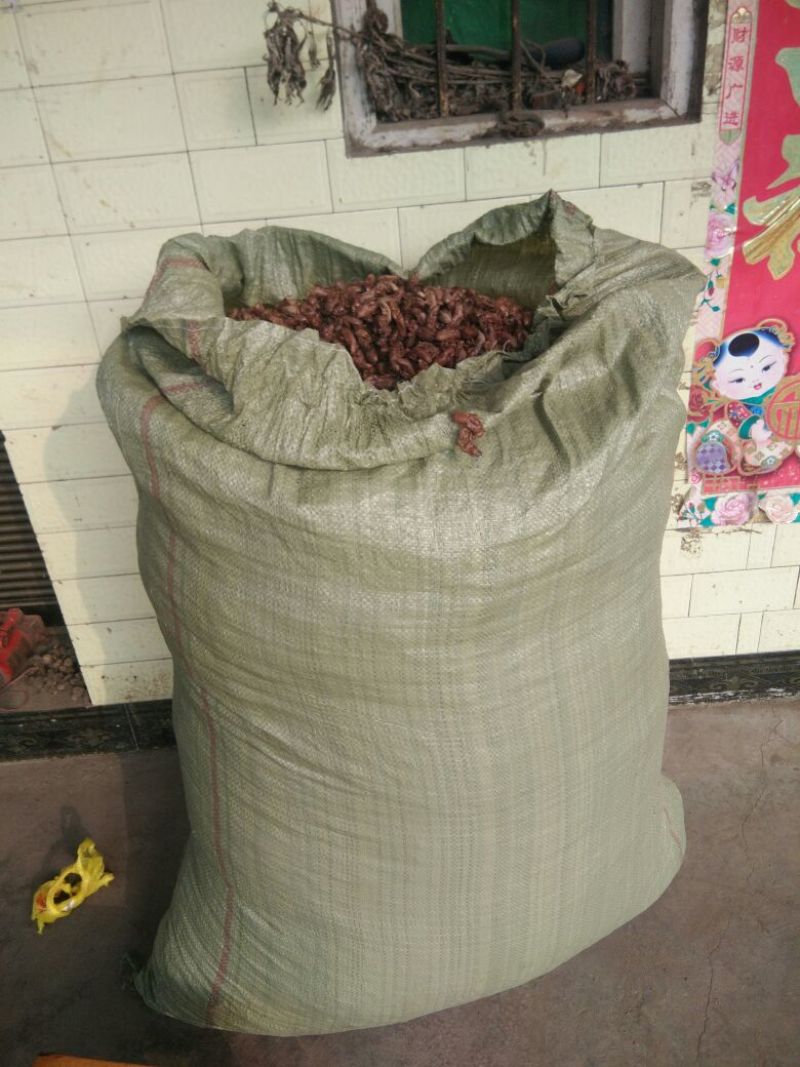 大山里的纯竹林金蝉衣