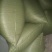 大山里的纯竹林金蝉衣