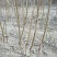 映霜红桃苗80cm以上晚熟桃品种