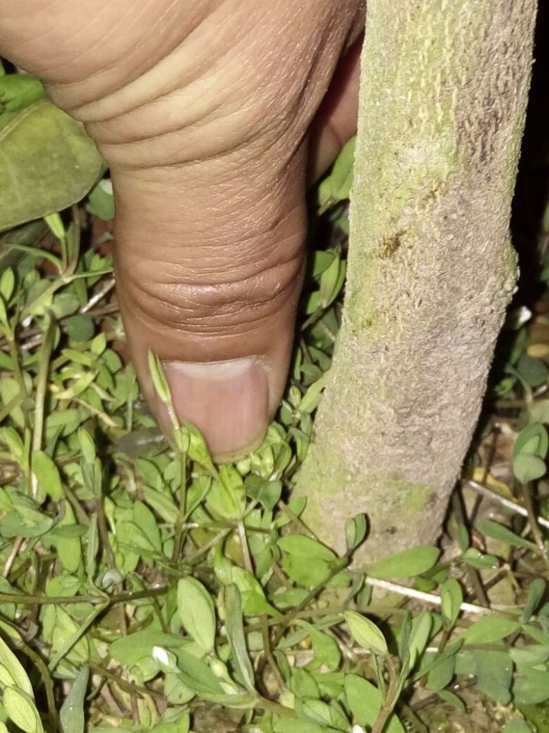 红橘苗50~80cm