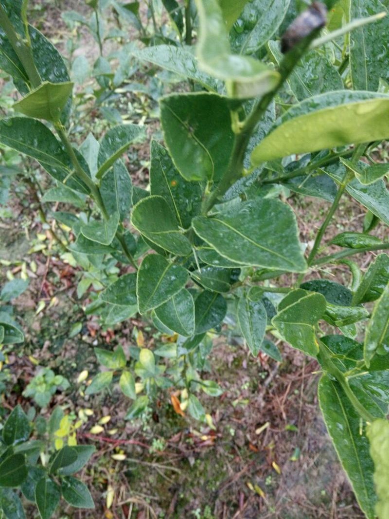 红橘苗50~80cm