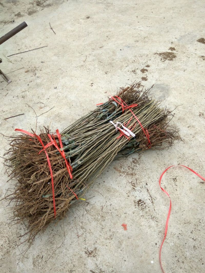板栗苗泰山板栗苗板栗苗育苗基地板栗苗批发板栗苗栽植蜜度