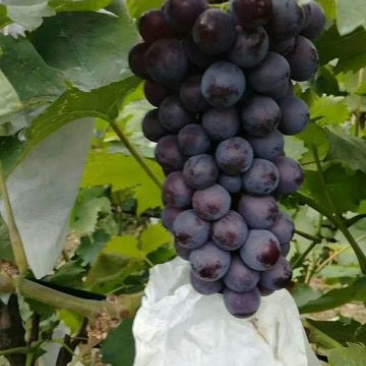 无核葡萄苗早夏无核